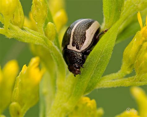  Ragweed Beetle: This Tiny Metallic Wonder Might Just Be Your New Favorite Insect!