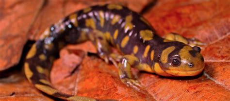  Xantus Salamander: Un Anfibio Notturno che Nuota Attraverso le Montagne!