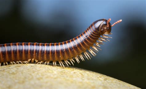  Diplopoda: Doriforo! Una creatura che porta la natura sulla sua schiena.