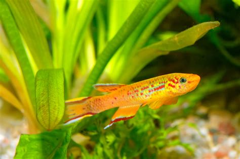  Killifish: Uno Strepitoso Gioiello di Acqua Dolce con una Vita Incredibilmente Breve!