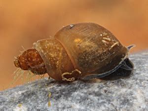  Liver Fluke: A Tiny Terror That Travels Through Snail Slime