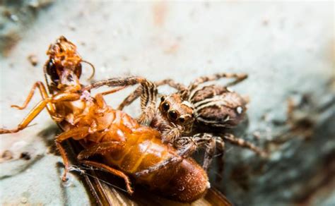  Microstigmata! Un piccolo aracnide con un grande appetito per gli insetti