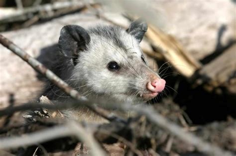  Opossum: Un Animale Notturno Con Una Bocca Piena Di Sorprese!