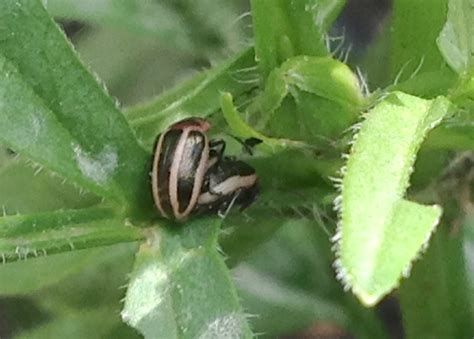  Ragweed Beetle: This Tiny Metallic Wonder Might Just Be Your New Favorite Insect!