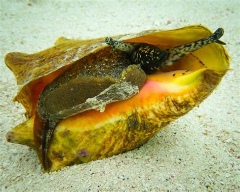  Umbo! Un mollusco dalla conchiglia avvolta da un'aura di mistero e curiosità