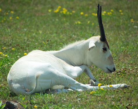  Addax! Una creatura affascinante con un manto mimetico e una tenacia incredibile nei deserti più aridi