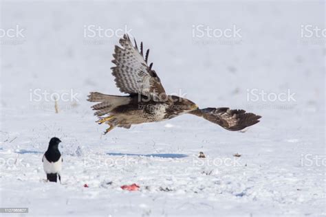  Aquila Dalmata: Un Predatore Maestoso Conali Ala Di Veleno Che Si Tuffa Nel Cielo!