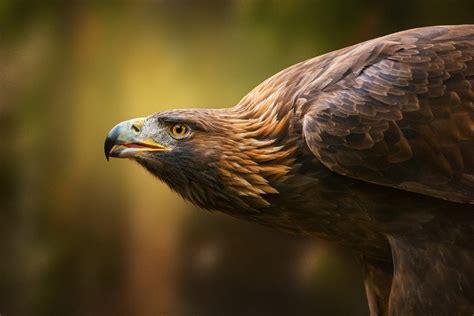  Aquila Reale: Un Maestro di Cielo che Sfreccia Attraverso Venti Forti e Possiede uno Sguardo Acuto come un Pugnale!