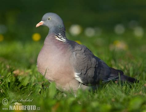  Colombaccio! Scopri l'Uccello dai Colori Vivaci che Si Nutre di Frutta e Semi con un Becco Potente