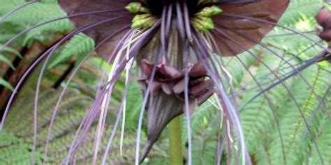  Flabellula! Un unicellare dal movimento incredibile e dall'aspetto affascinante