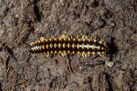  Flat-backed Millipede: A Terrifyingly Adorable Creature with a Hundred Legs