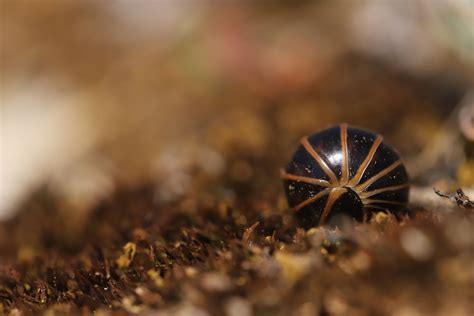  Glomeris! Un Diplopòde dai Colori Vivaci che Adora la Lettiera: