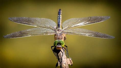 Insetto Spettacolare: Il Libellula Un Insetto Aliato che Trasforma il Mondo dei Piccoli Predatori