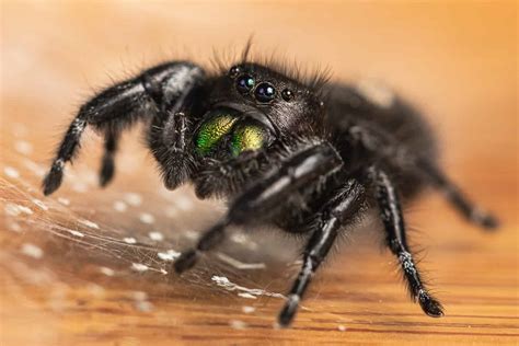  Jumping Spiders:  Eight-legged acrobatics masters known for their exceptional eyesight and intricate hunting strategies!