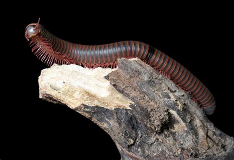 Kentroiulus!  A Millipede Marvel That Embraces the Mysteries of Earthworm Life