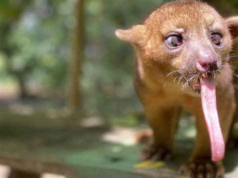  Kinkajou: Un animale misterioso con una lingua incredibilmente lunga che gli permette di raggiungere il nettare più dolce!