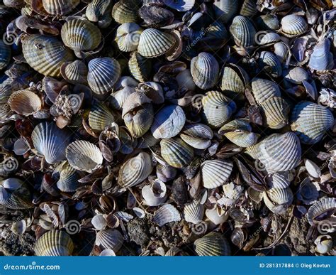 Nota! Un mollusco bivalve con un guscio duro che filtra l'acqua e crea perle magnifiche: esploriamo il mondo incredibile della Nota (Nucula) !