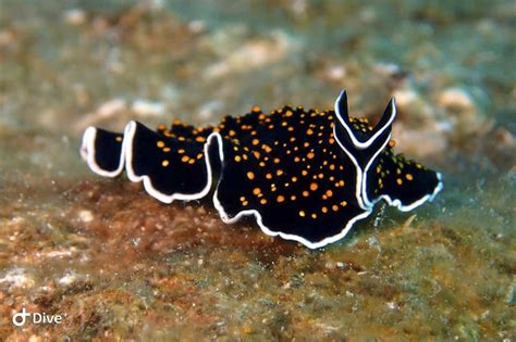  Nudibranch: A Tiny Sea Slug that Looks Like It Was Designed by a Fashion Designer!