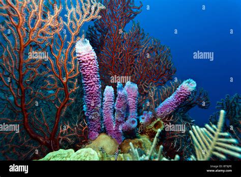 Purple Vase Sponge: A Marvel of Deep Sea Engineering and Underwater Construction!