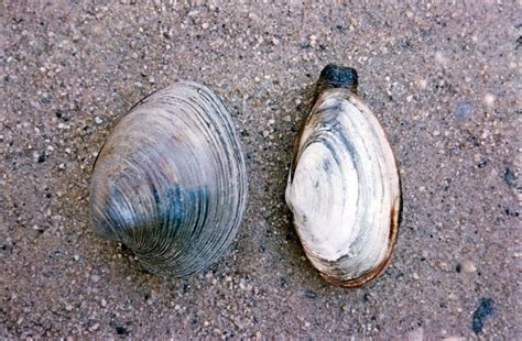  Quahog!  Un Bivalve Con UnNome Curioso Che Vive Una Vita Incredibilmente Affascinante Nei Fondi Marini