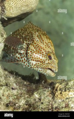  Queensland Grouper: Un pesce dalla pelle intricata che si nasconde nelle profondità oceaniche!