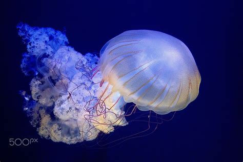  Quel Quacking Qualia: Dive into the Mystifying World of the Quince Jellyfish