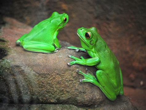  Wassailing With Webbed Wonders: A Look Into the World of the Wonderful White-Lipped Tree Frog