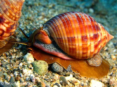  Whelk:  Un Mollusco Gastropede che si Nutre di Plancton e Possiede una Conchiglia Spirale!